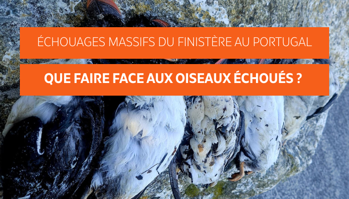 Que faire face aux oiseaux échoués ?